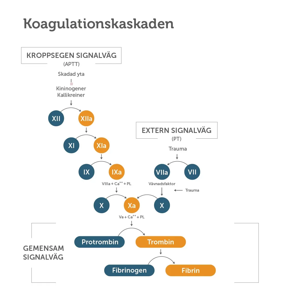 Hemofili-koagulationskaskagen